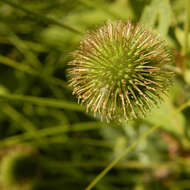 Imagem de Geum laciniatum var. trichocarpum Fern.