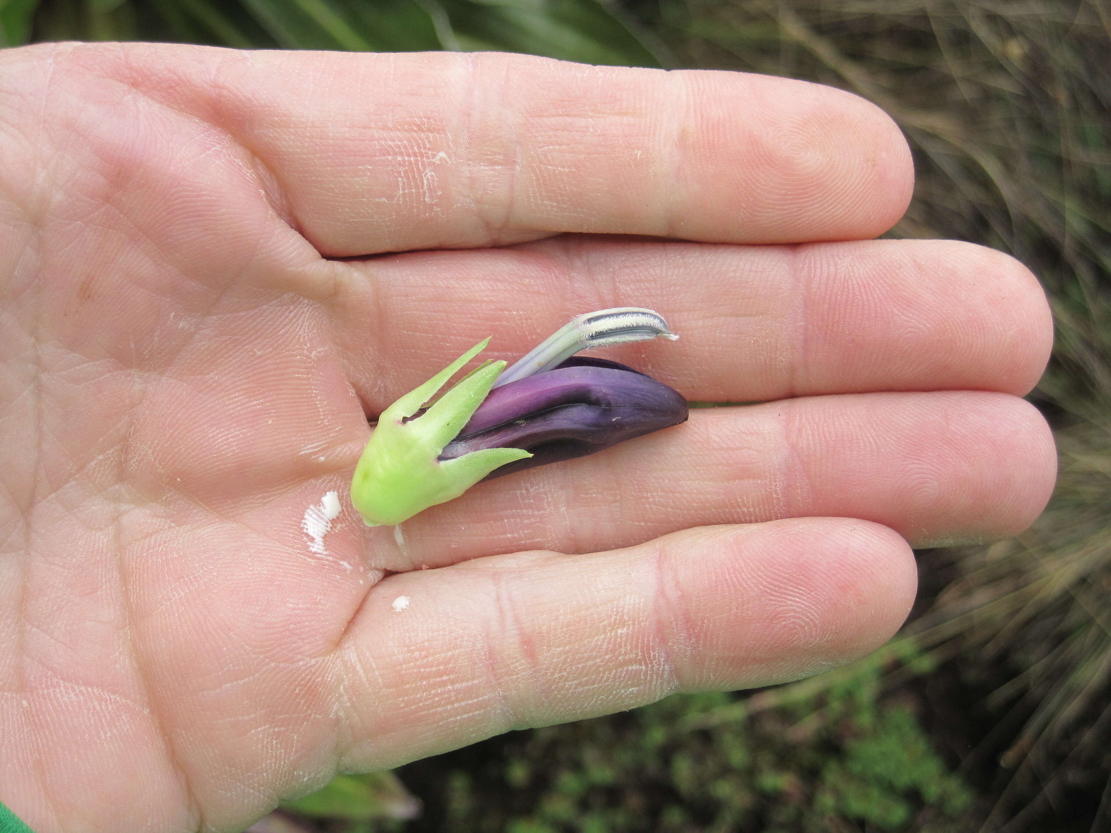 Image of Lobelia gregoriana Baker fil.