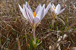 Image of Cloth-Of-Gold Crocus
