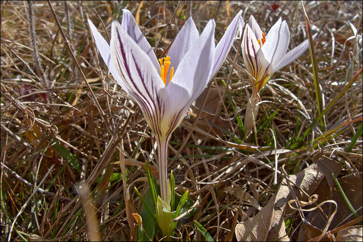 Image of Cloth-Of-Gold Crocus