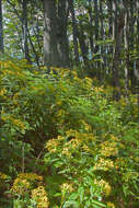 Image of wood ragwort