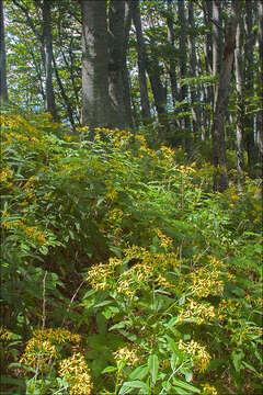 Image of Senecio ovatus subsp. ovatus