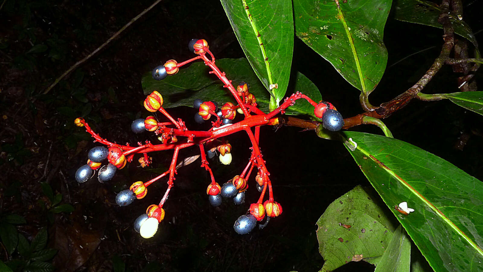 صورة Ouratea gigantophylla (Erhard) Engl.