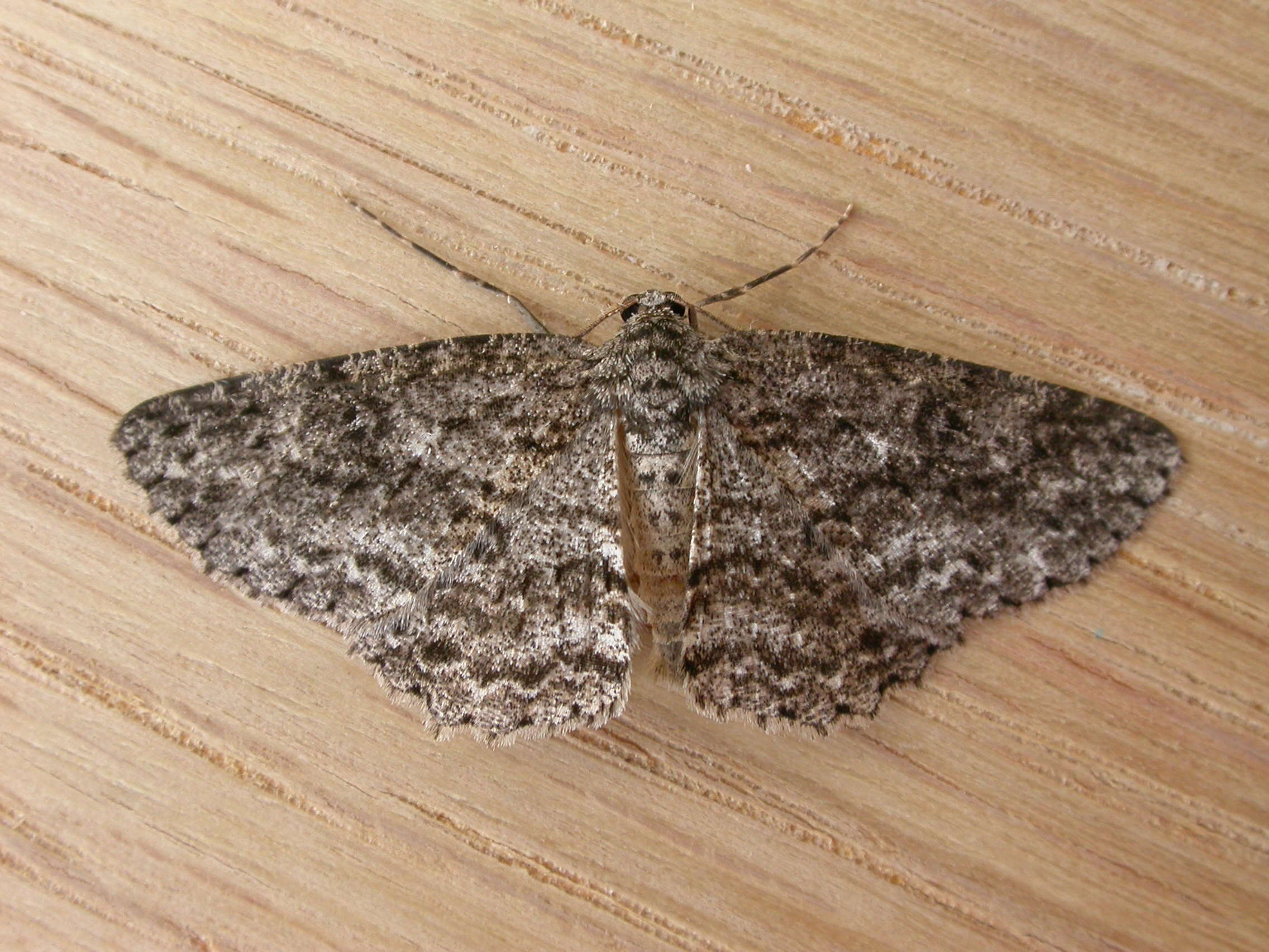 Image of Geometridae