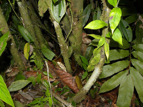 Image of Erythroxylum macrophyllum Cav.