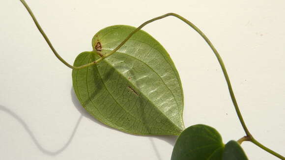 Image of Dioscorea sincorensis R. Knuth