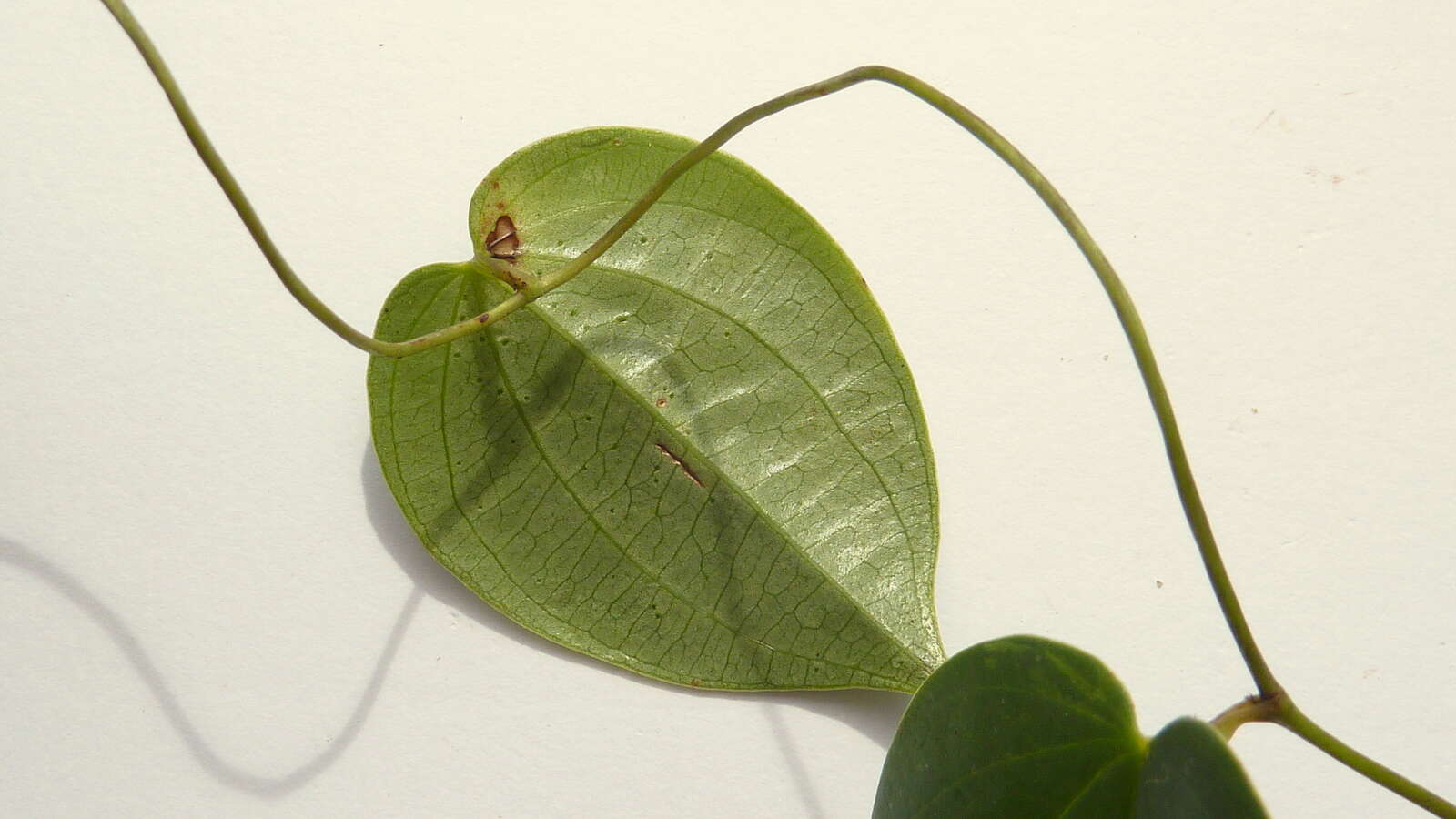 Image of Dioscorea sincorensis R. Knuth