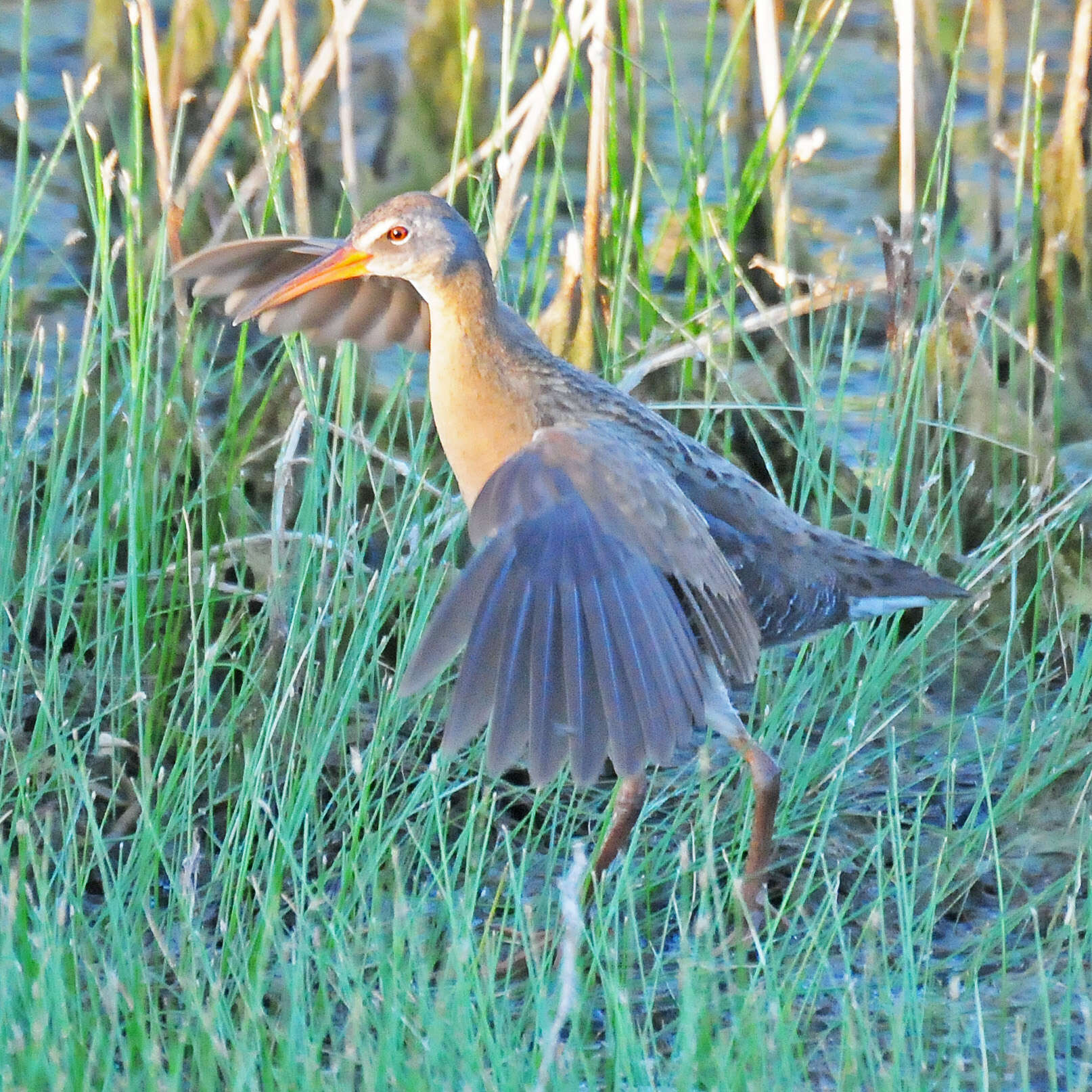 Image of Mangrove Rail