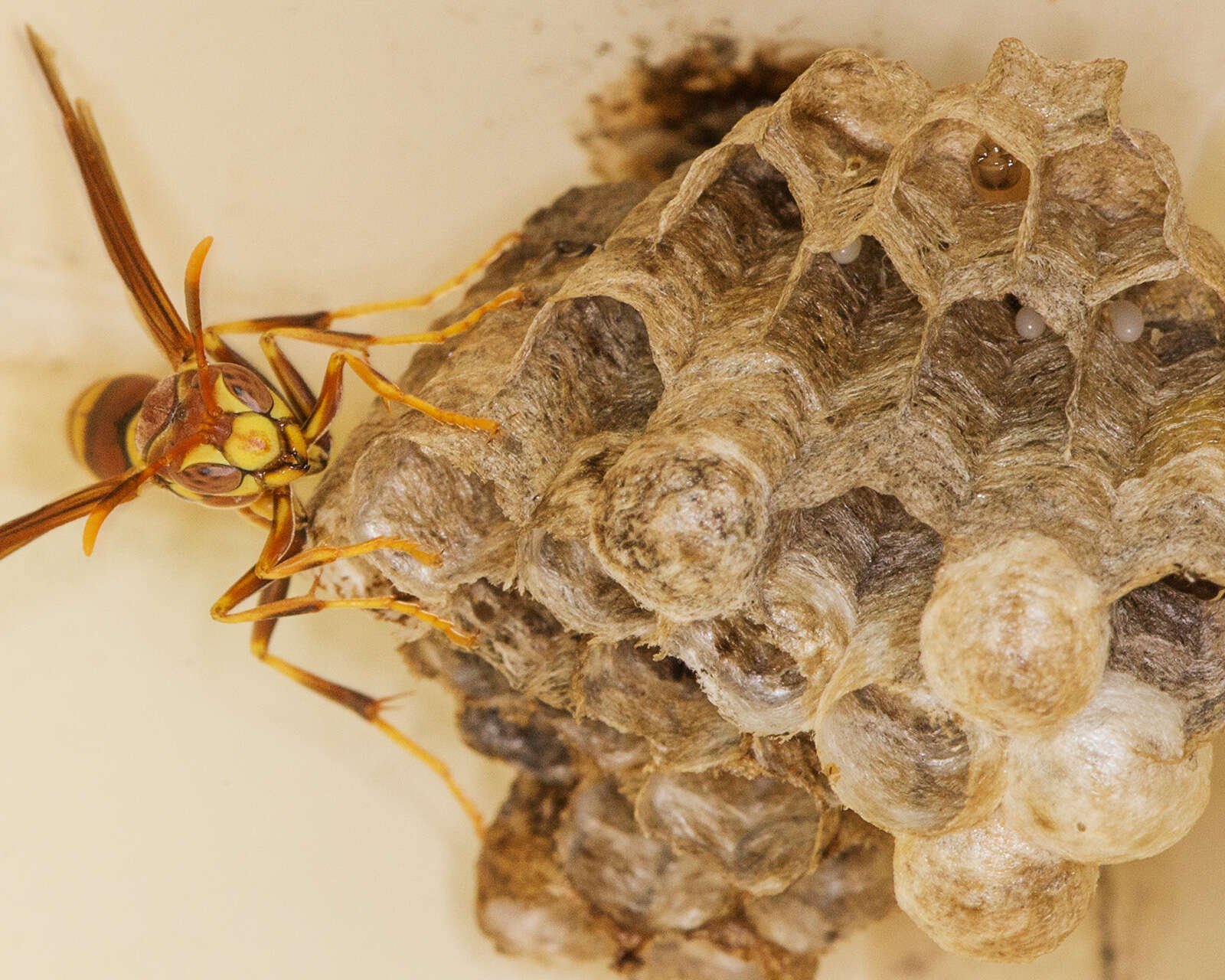 Image of Polistes