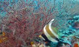 Image of Horned Bannerfish