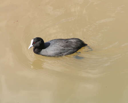 Image of Common Coot