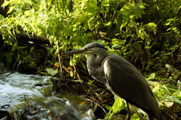 Image of Grey Heron