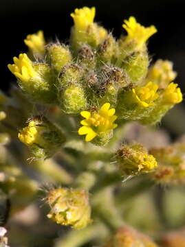 Sivun Alyssum simplex Rudolphi kuva