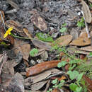 Image of bristleleaf pricklyleaf