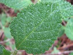 Image of Lantana radula Sw.