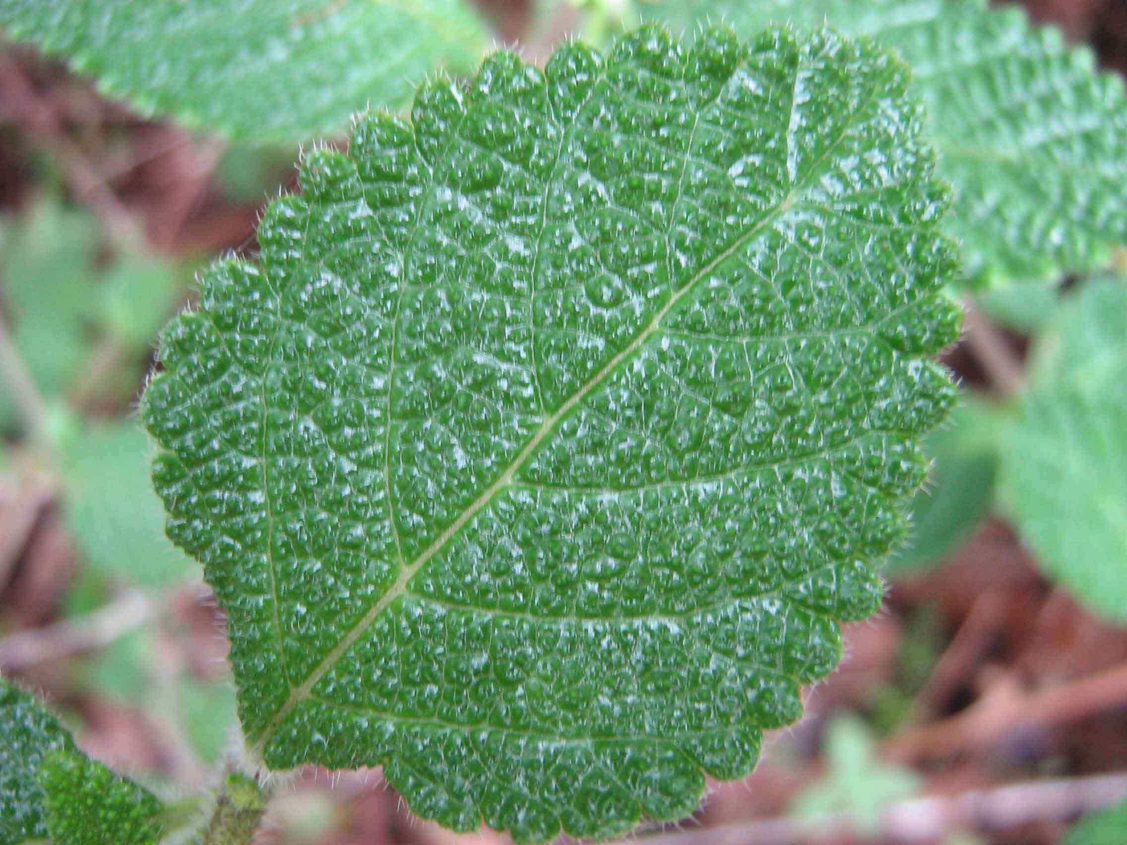 Image of Lantana radula Sw.