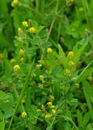 Image of Medick