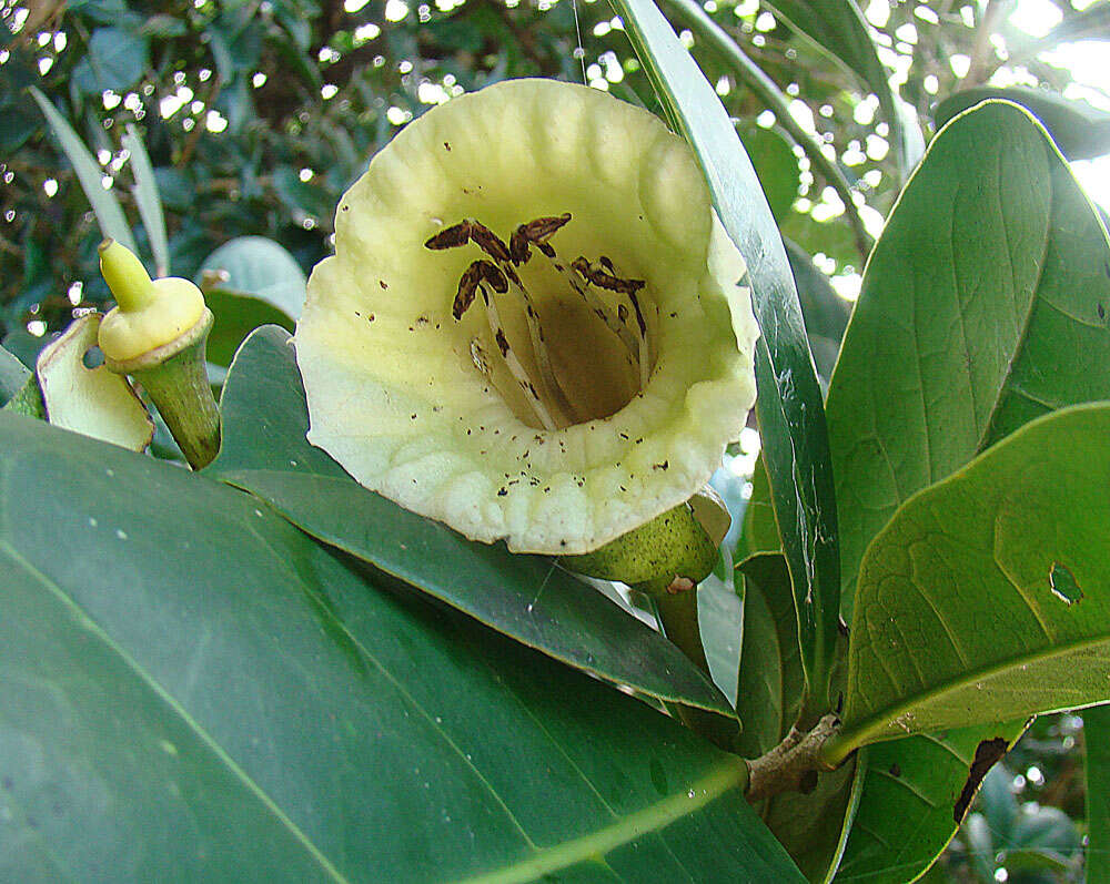 Image of black calabash