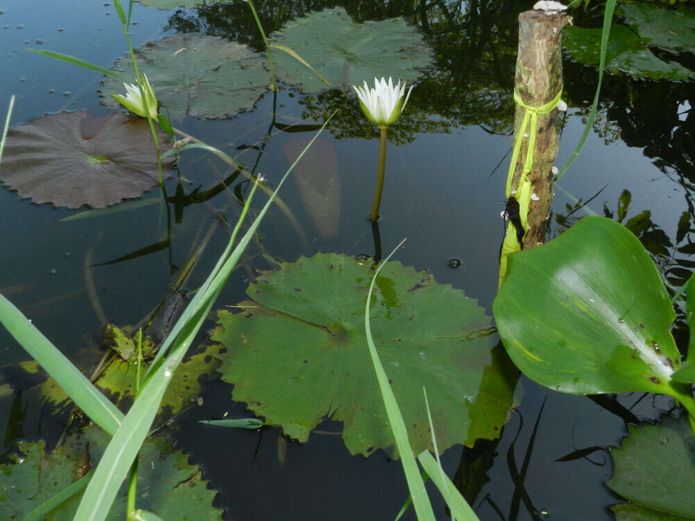 Image of Dotleaf waterlily