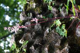 Image of starleaf begonia