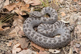 Image of Twin-spotted Rattlesnake