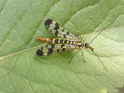 Image of scorpionflies