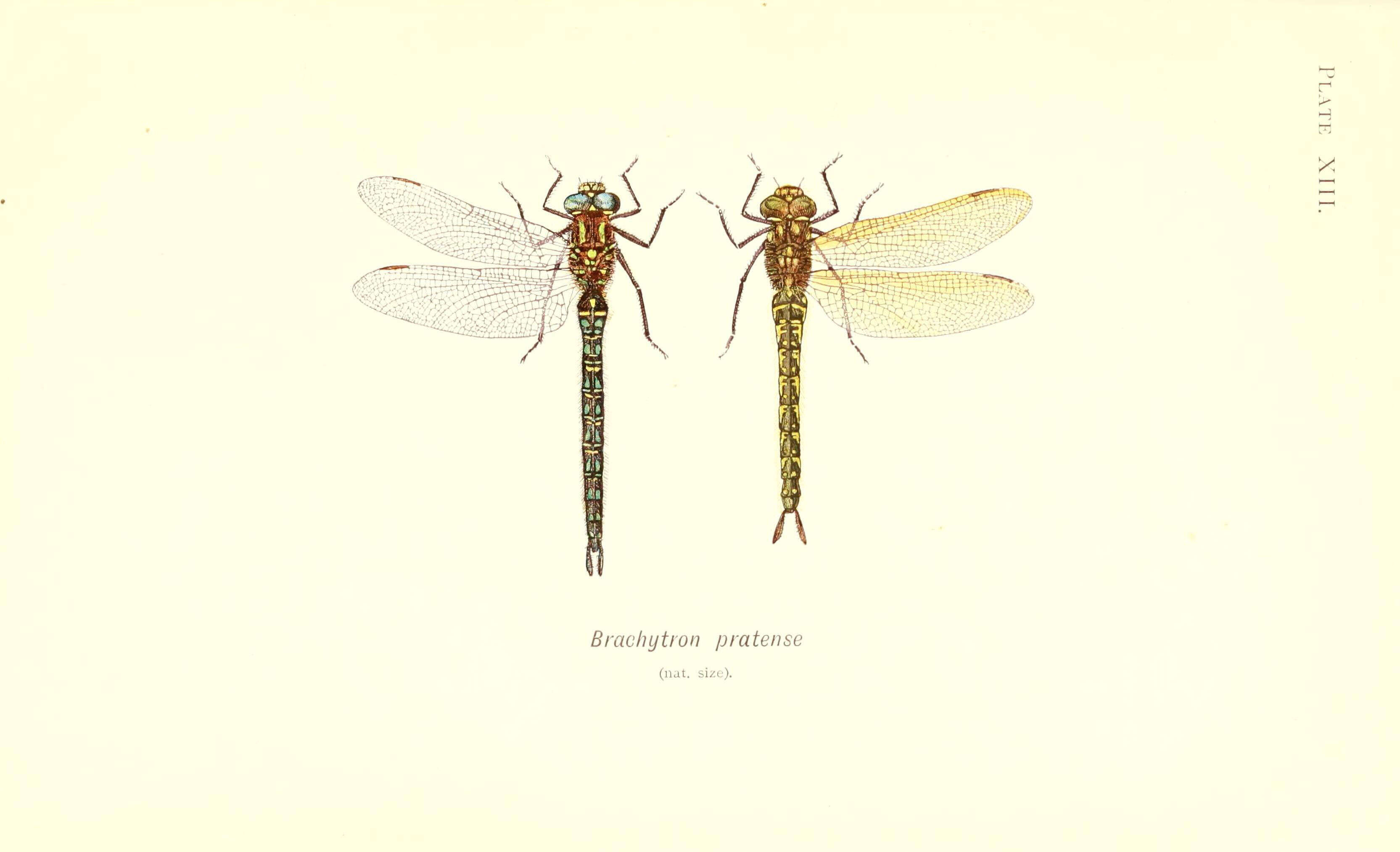 Image of Brachytron Evans 1845