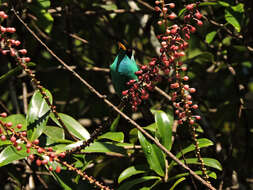 Image of Sarcopera sessiliflora (Triana & Planch.) H. G. Bedell