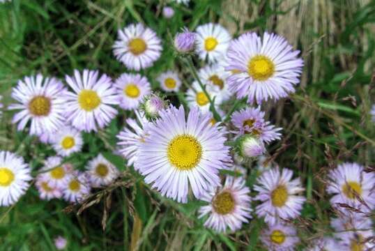 Image de Erigeron glabellus Nutt.