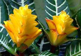 Aphelandra squarrosa Nees resmi