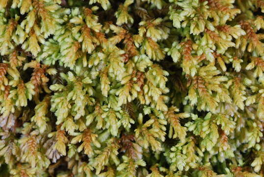 Image of hypopterygium moss