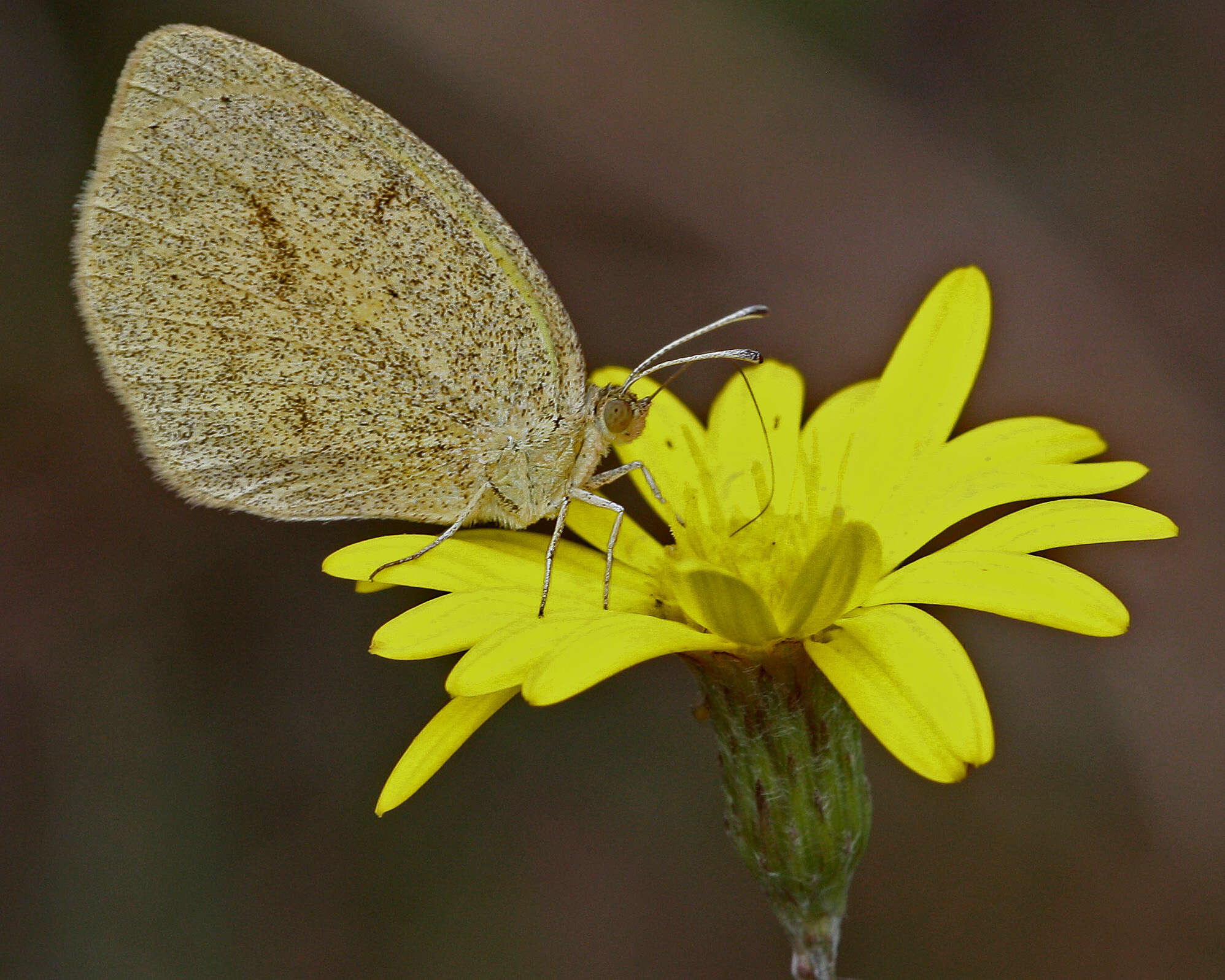 Image of Eurema