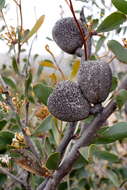 Image of Hakea pandanicarpa R. Br.