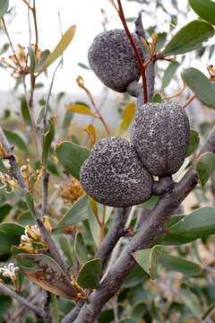 Imagem de Hakea pandanicarpa R. Br.