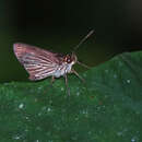 Image of Radiant Skipper