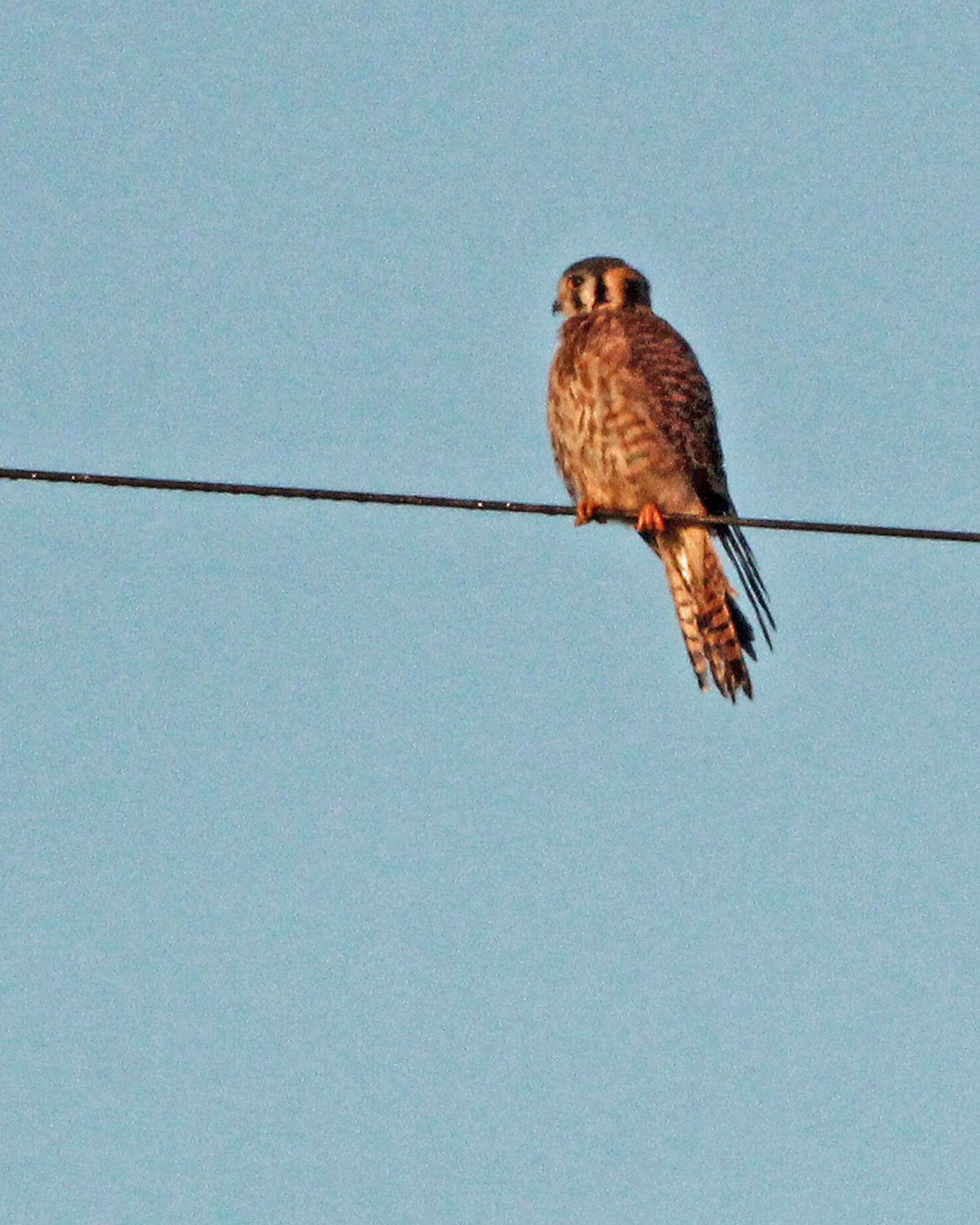 Image of American Kestrel