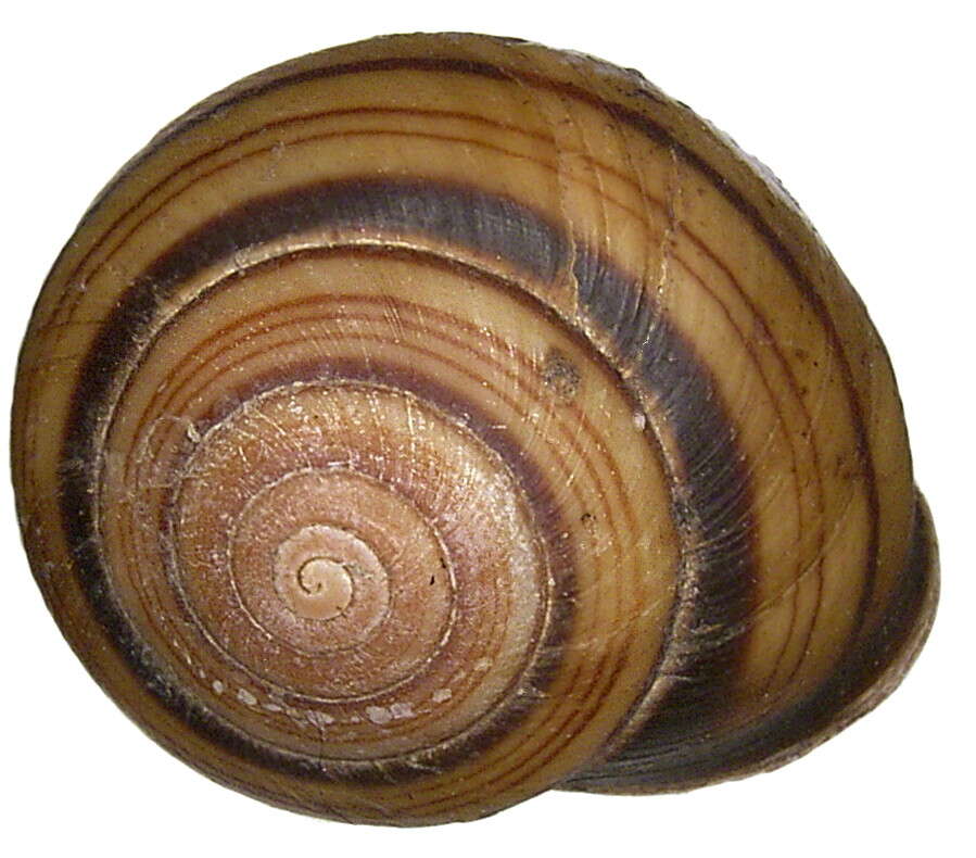 Image de Camaenidae