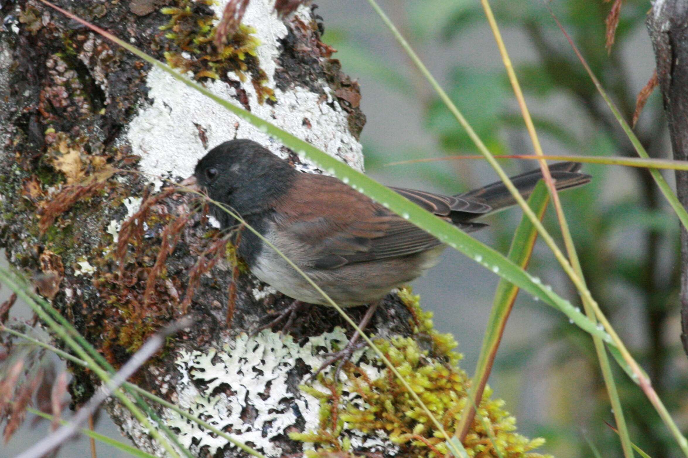 Image of juncos