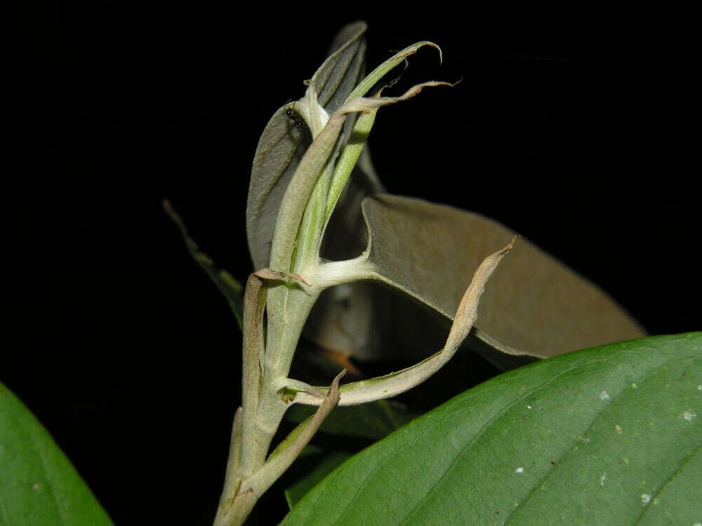 Sivun Licania corniculata G. T. Prance kuva