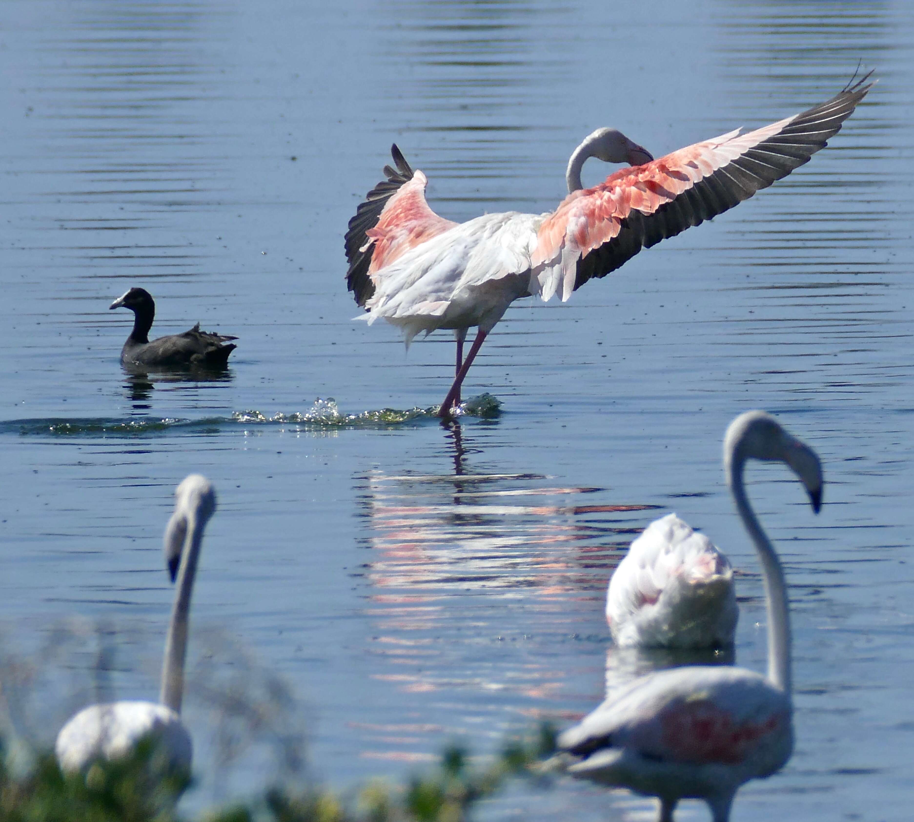 Imagem de Phoenicopterus roseus Pallas 1811