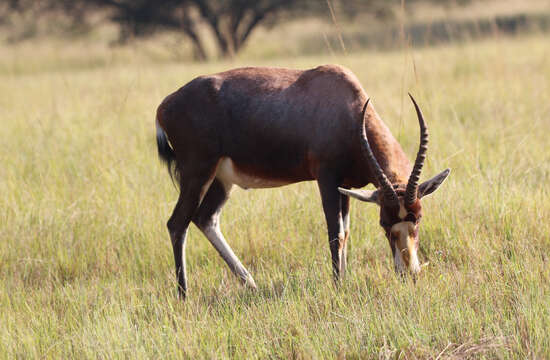 Image of Blesbok