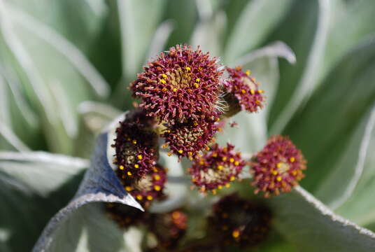 Image of Pleurophyllum hookeri J. Buch.