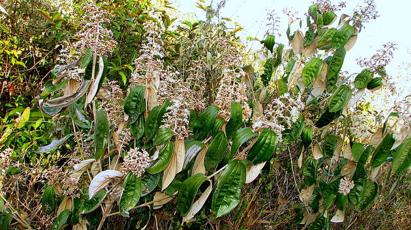 Image of Miconia albicans (Sw.) Steud.