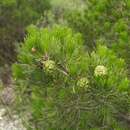 Sivun Pinus remota (Little) D. K. Bailey & Hawksw. kuva