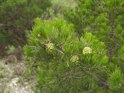 Image de Pinus remota (Little) D. K. Bailey & Hawksw.