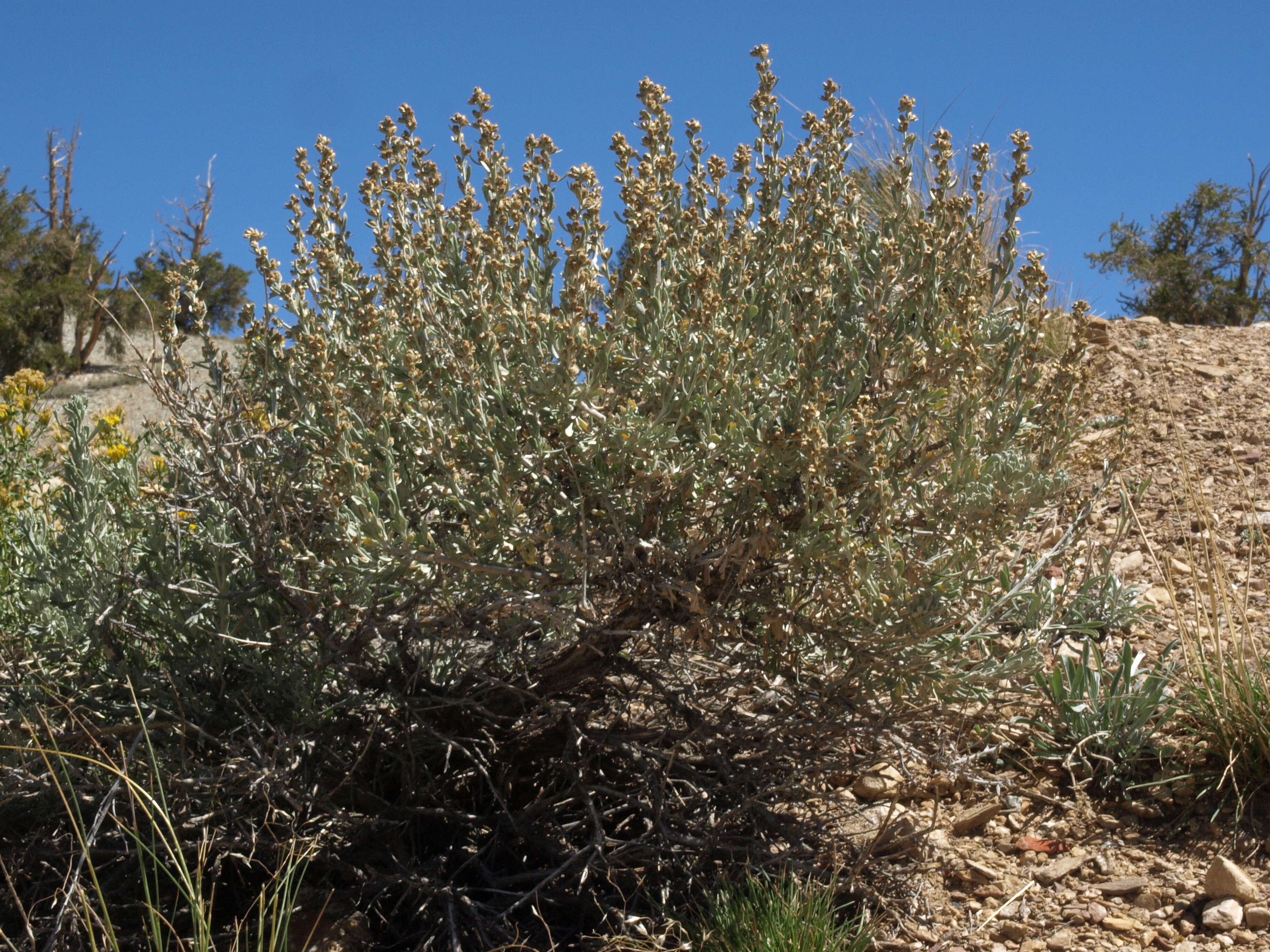 Image of timberline sagebrush