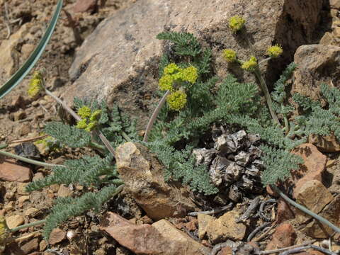 Image of desert biscuitroot