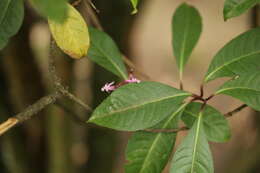 Image of shrubby fuchsia