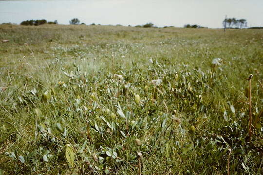 Слика од Ophioglossum vulgatum L.