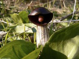 Image of Arisarum